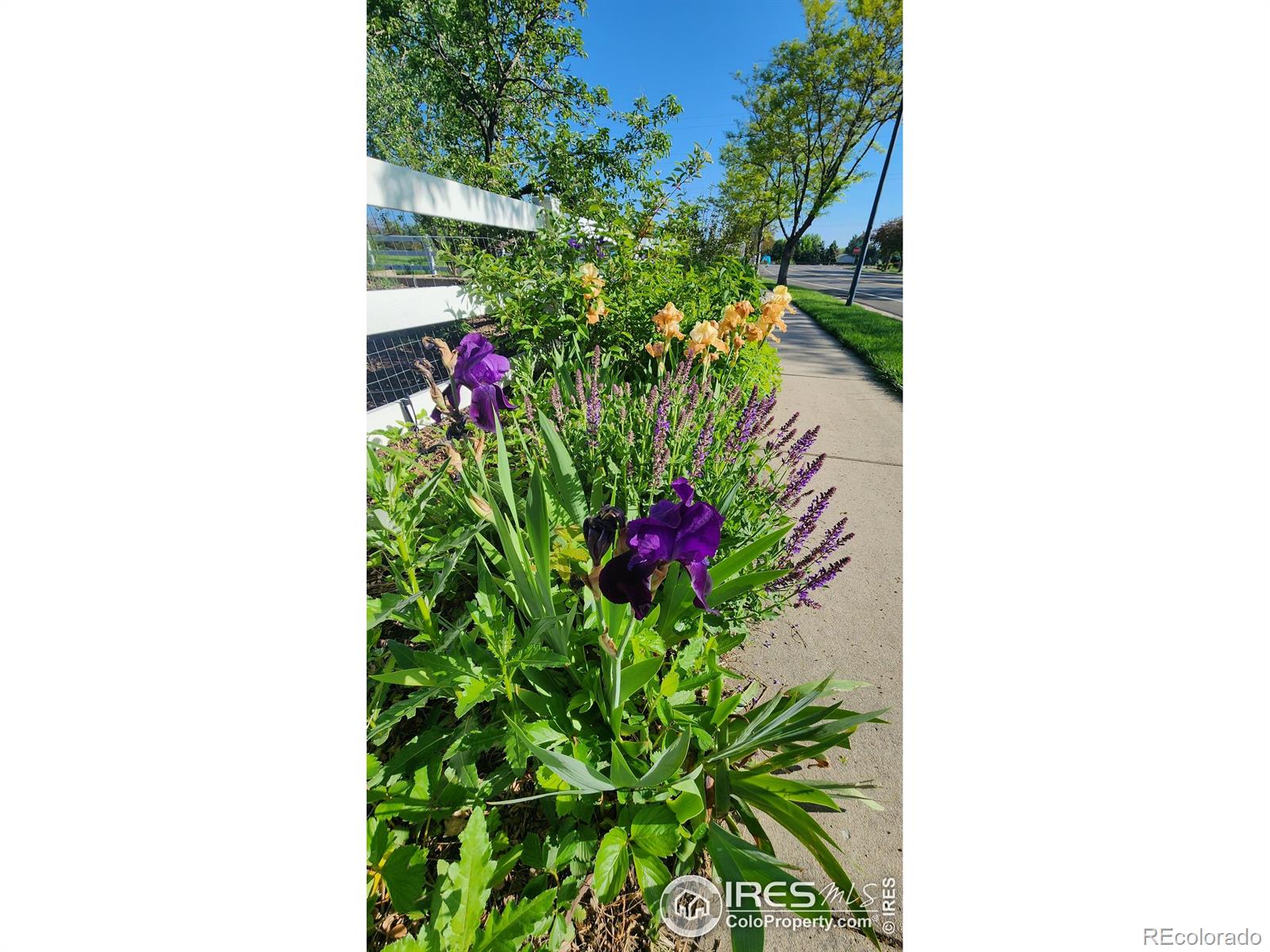 MLS Image #5 for 1302  forrestal drive,fort collins, Colorado