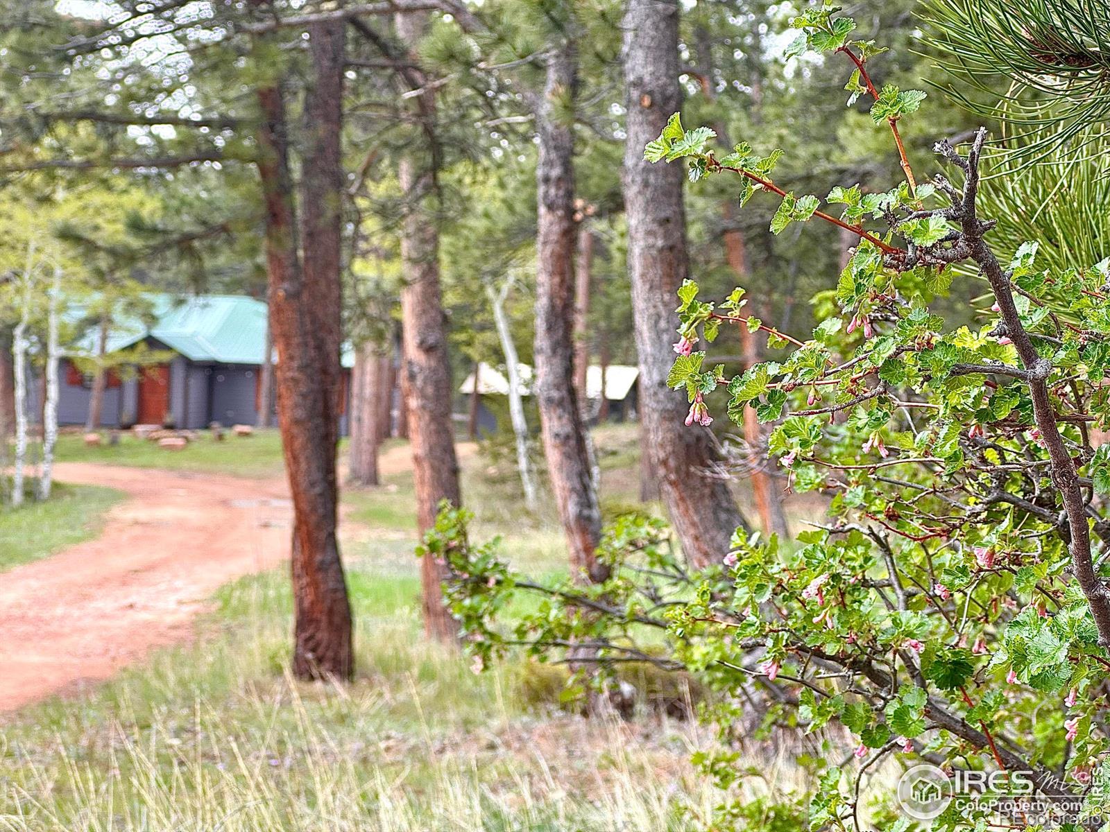 MLS Image #31 for 277  ski road,allenspark, Colorado