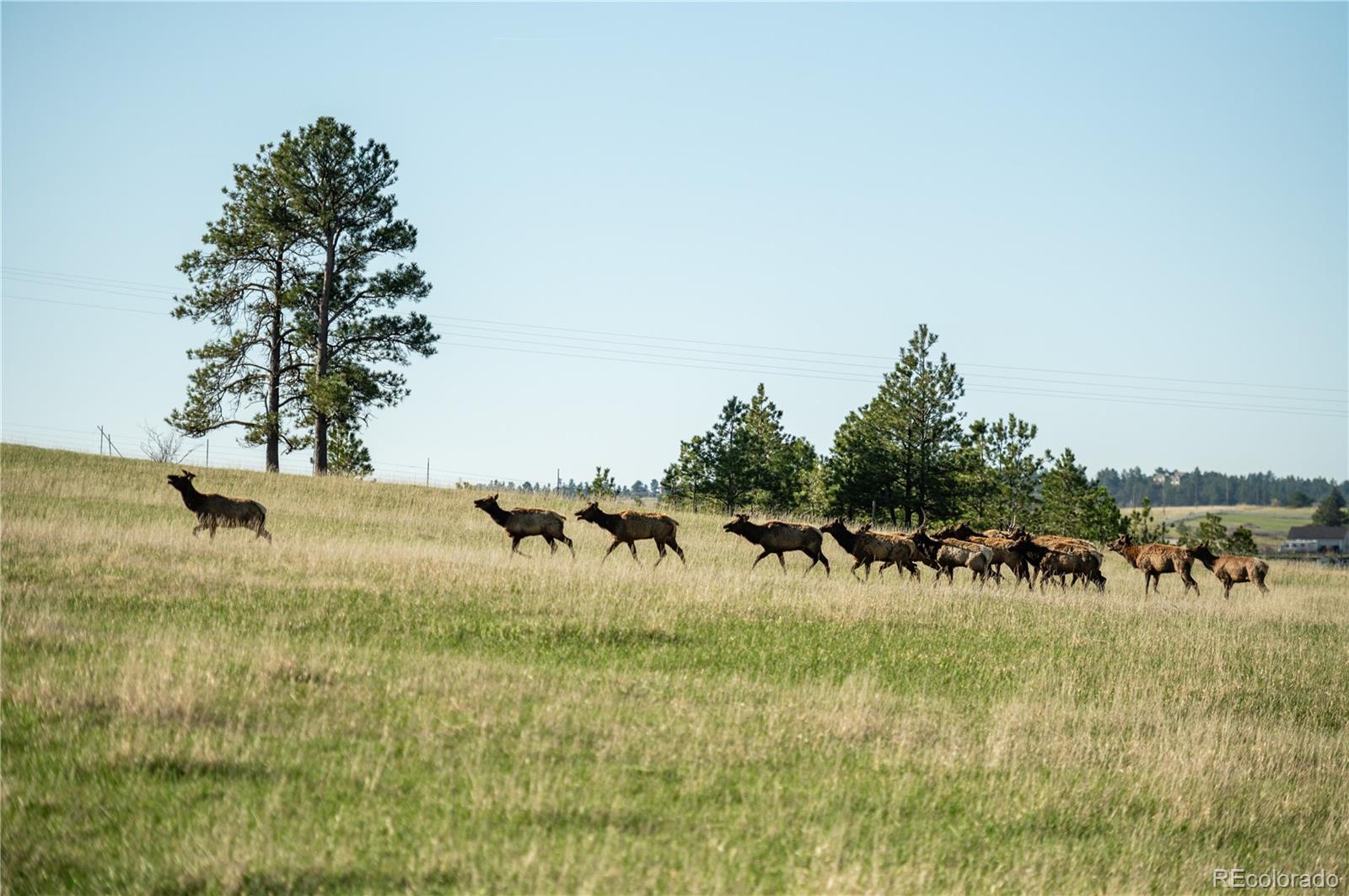 MLS Image #38 for 10522  bayou gulch road,parker, Colorado