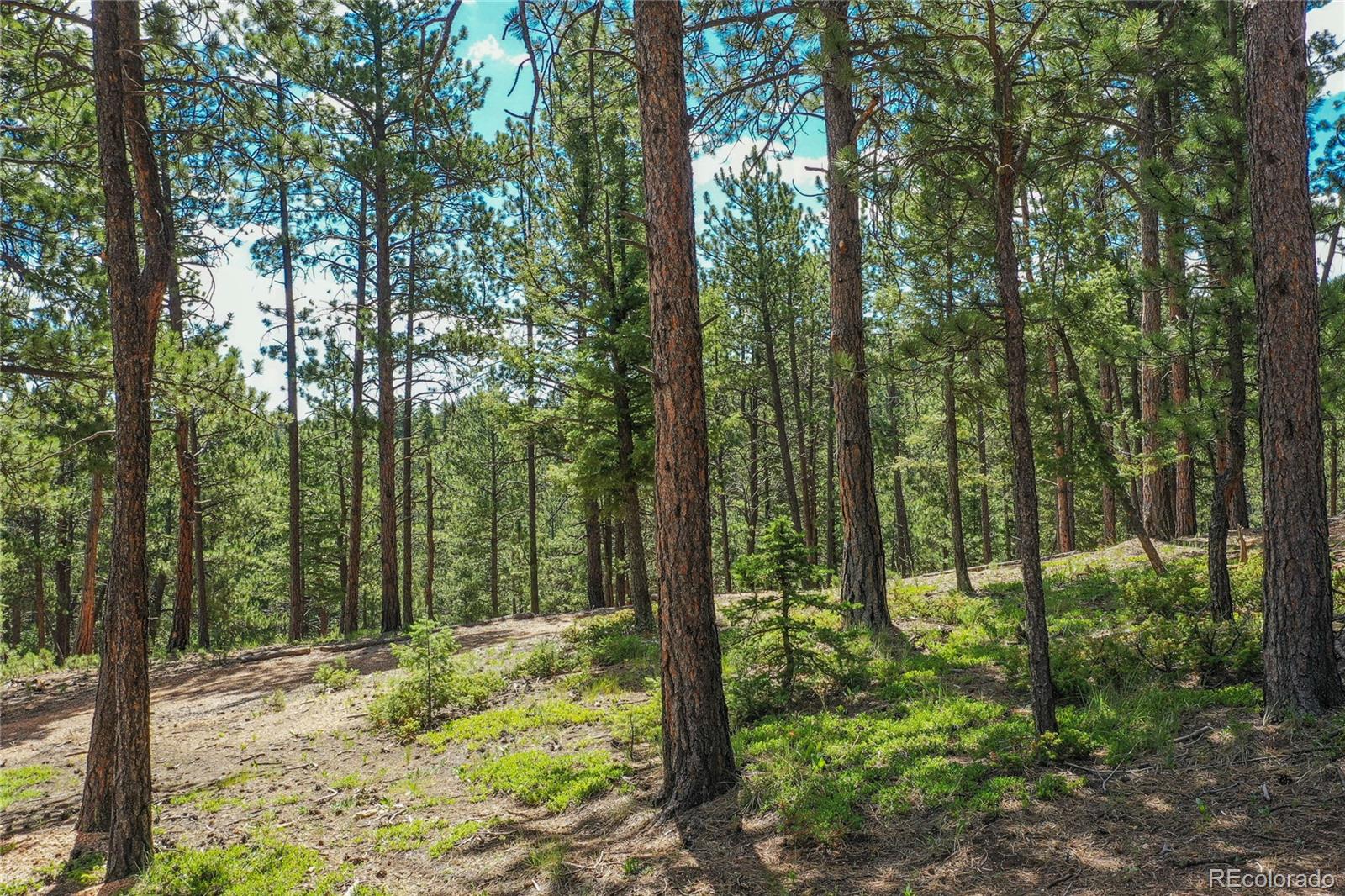MLS Image #6 for 4041  trout creed rd ,woodland park, Colorado