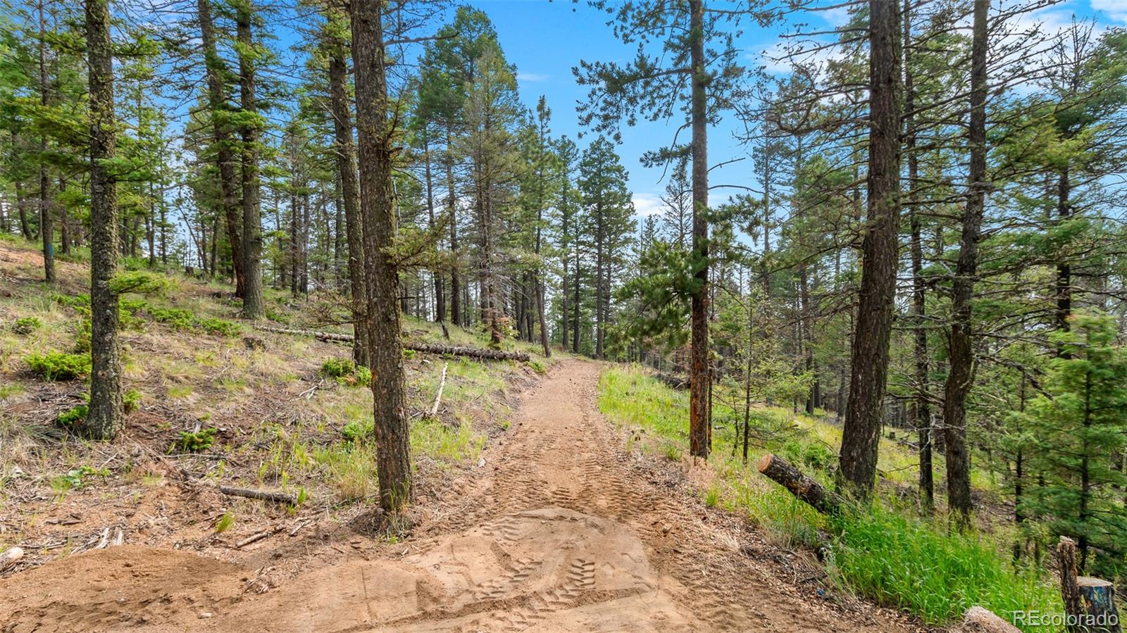 MLS Image #4 for 900  beaver creek drive,florissant, Colorado