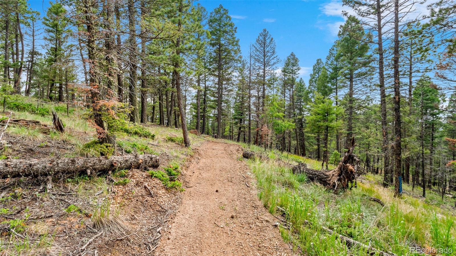 MLS Image #5 for 900  beaver creek drive,florissant, Colorado