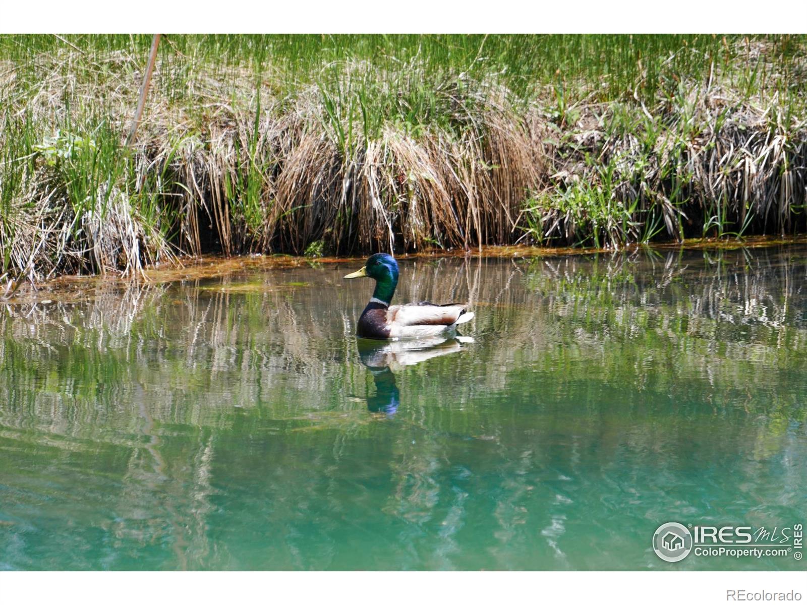 MLS Image #27 for 779  high point circle,black hawk, Colorado