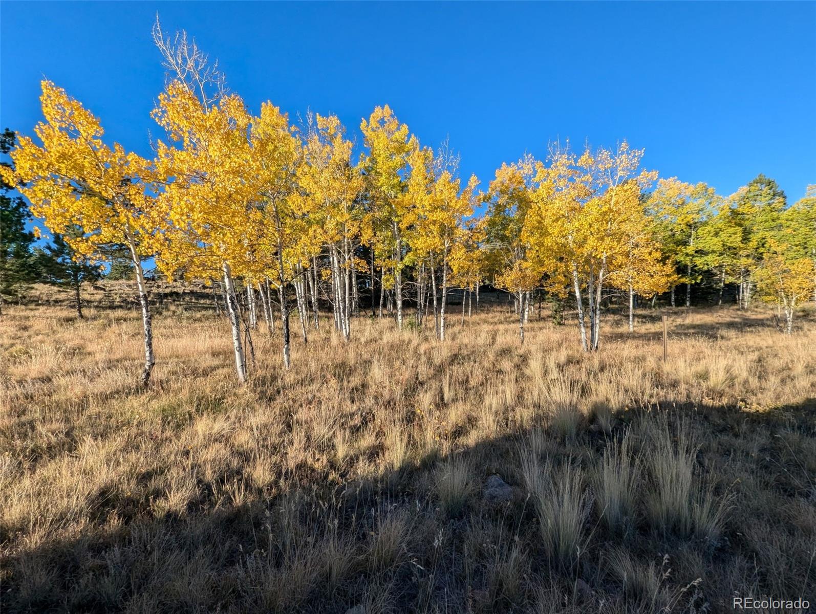 MLS Image #7 for 2413  county road 403 ,florissant, Colorado