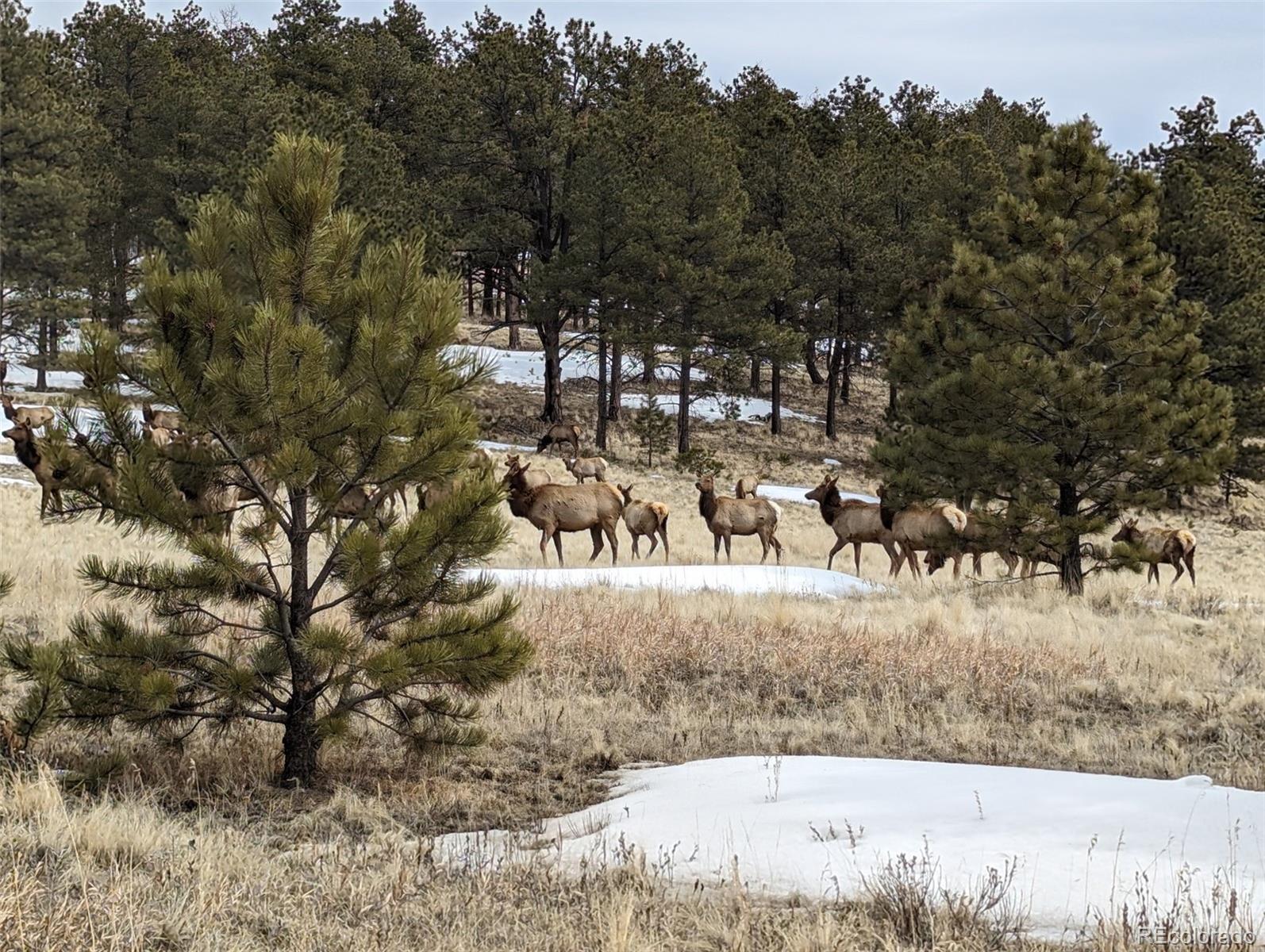 MLS Image #8 for 2413  county road 403 ,florissant, Colorado
