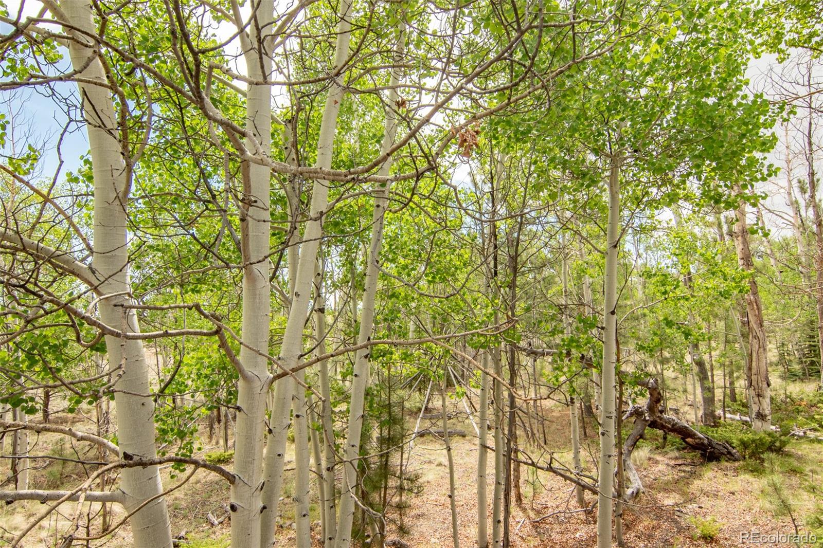 MLS Image #7 for 244  lariat loop,hartsel, Colorado
