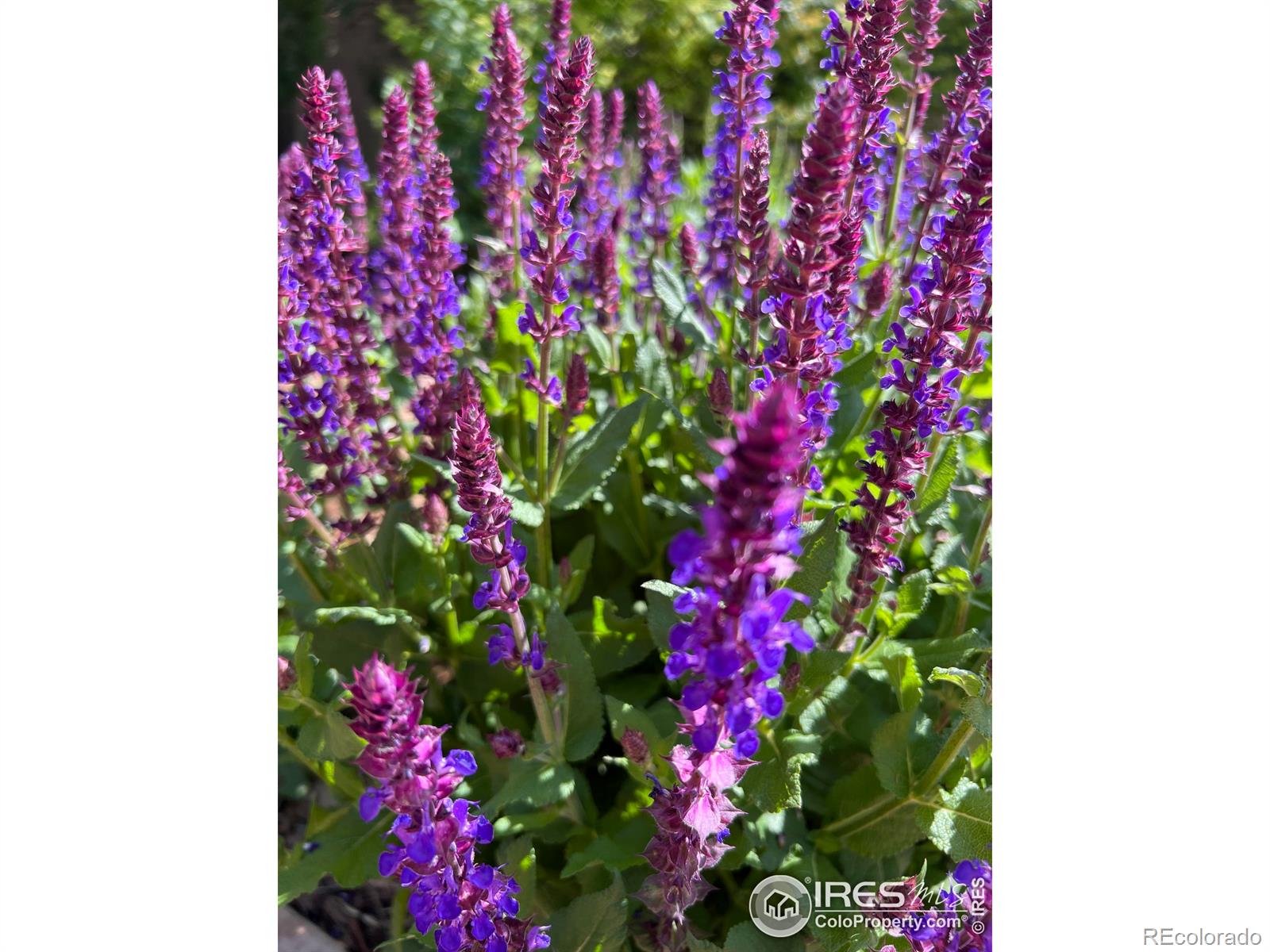 MLS Image #29 for 2122  redhead drive,johnstown, Colorado