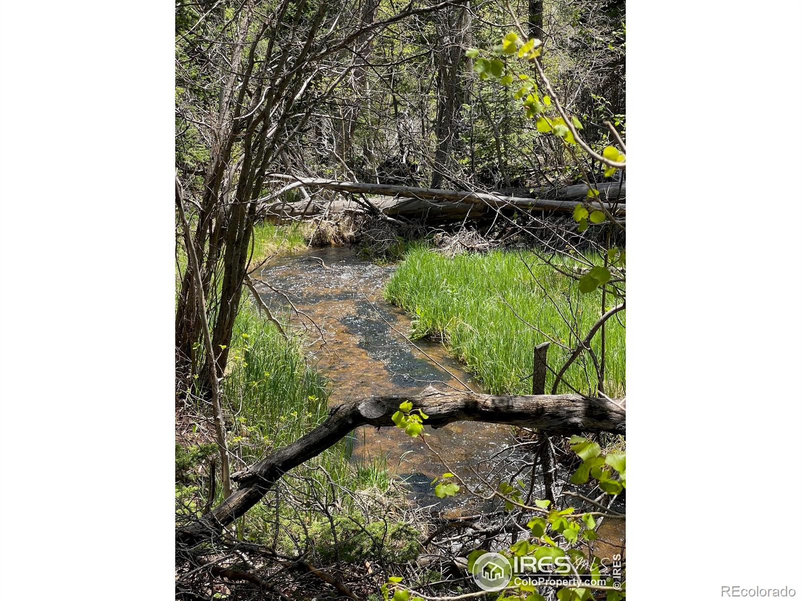 MLS Image #5 for 503  county rd 113n road,allenspark, Colorado
