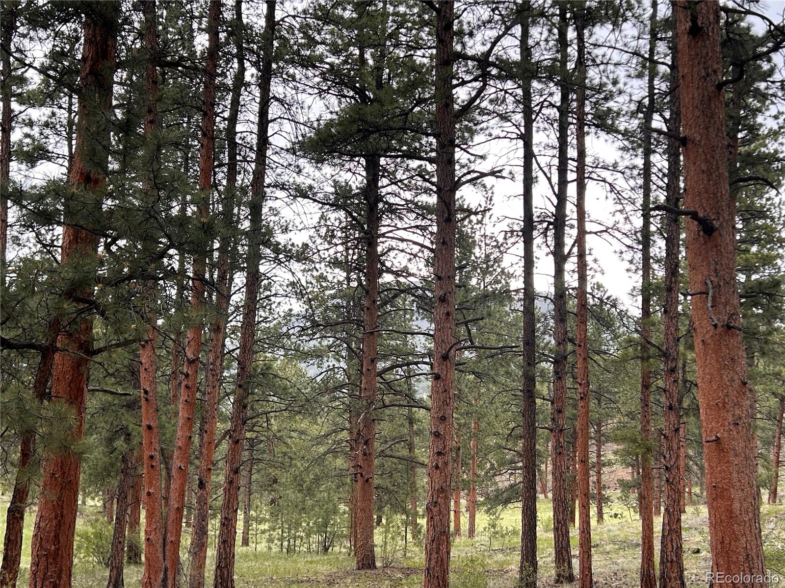 MLS Image #29 for 861  happy top trail,bailey, Colorado