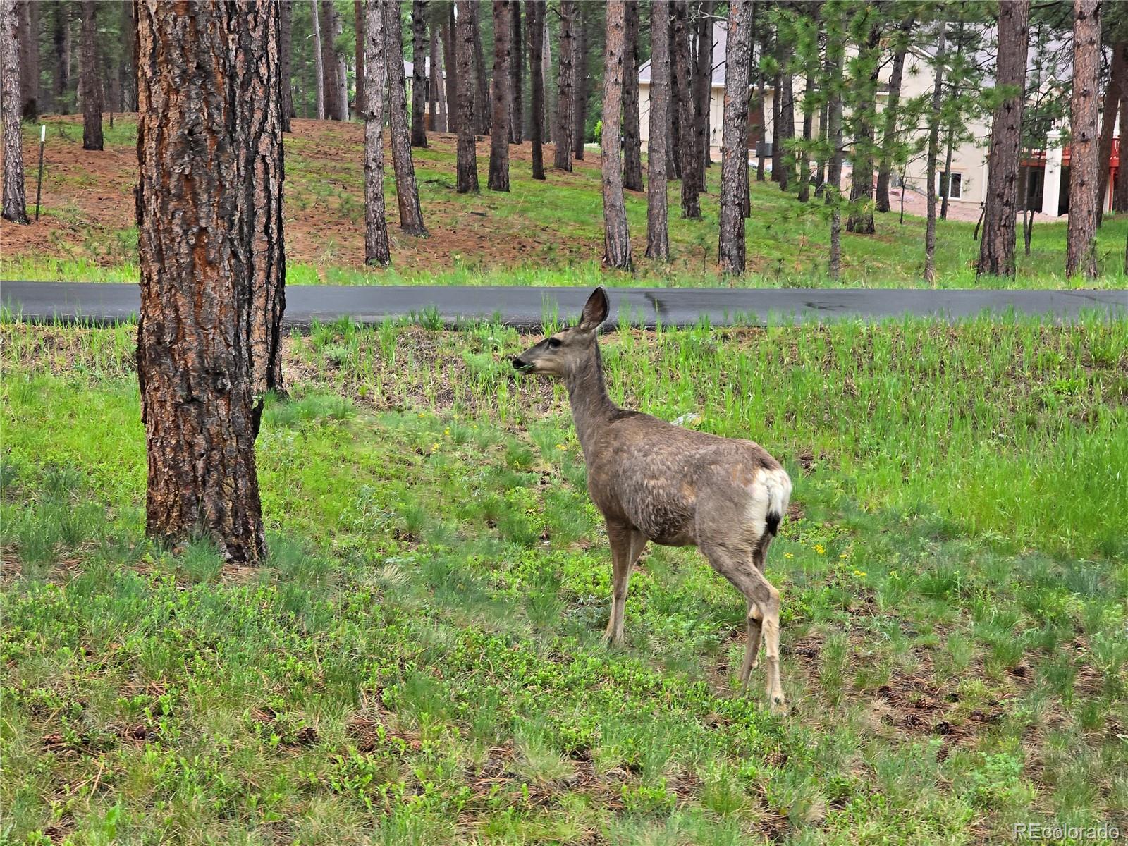 MLS Image #47 for 15975  winding trail road,colorado springs, Colorado