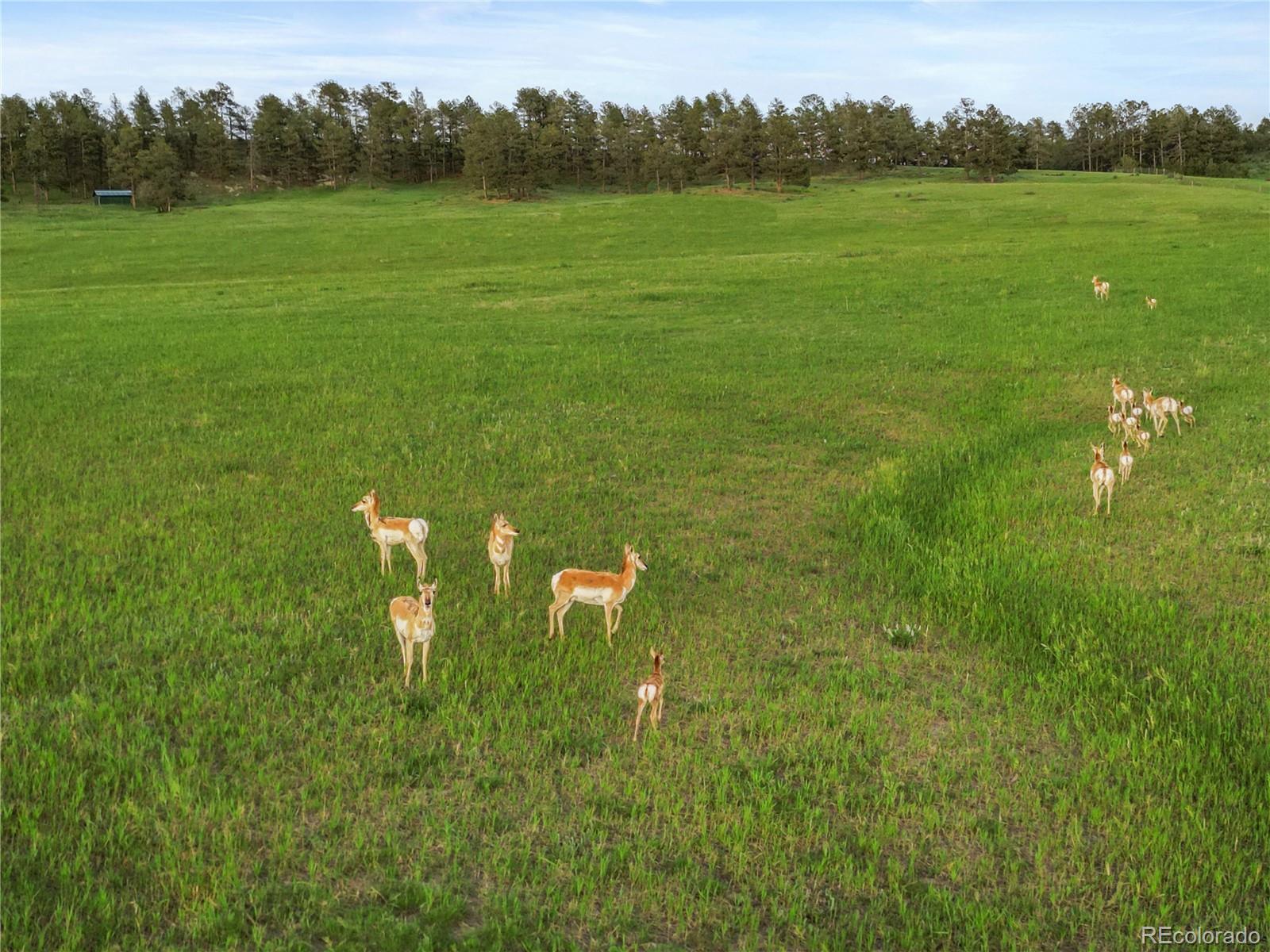 MLS Image #15 for 1752  private road 130 ,elizabeth, Colorado