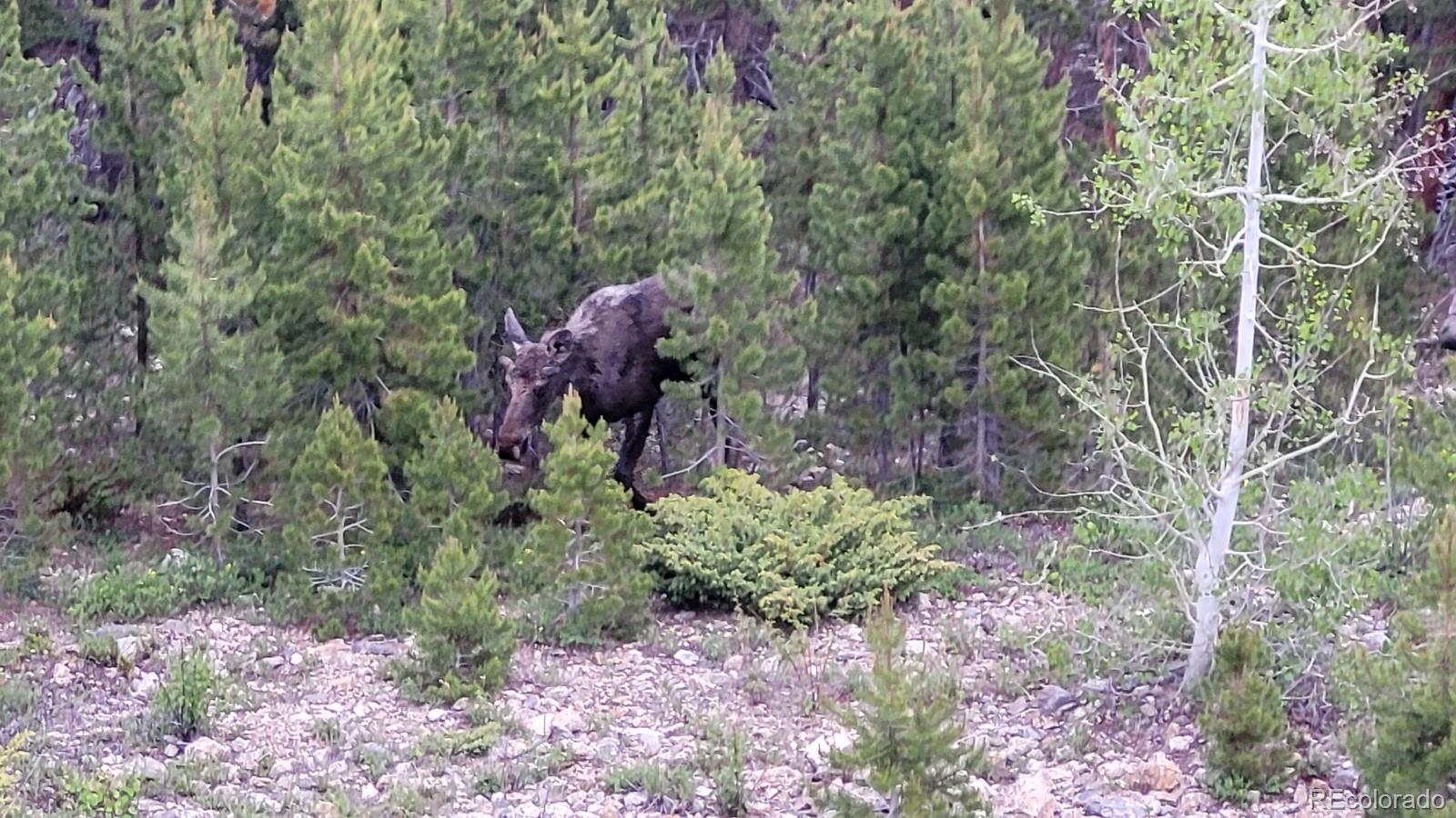 MLS Image #28 for 557  highpoint circle,black hawk, Colorado