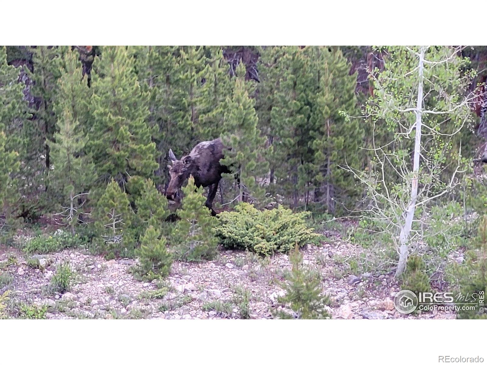 MLS Image #28 for 557  highpoint circle,black hawk, Colorado