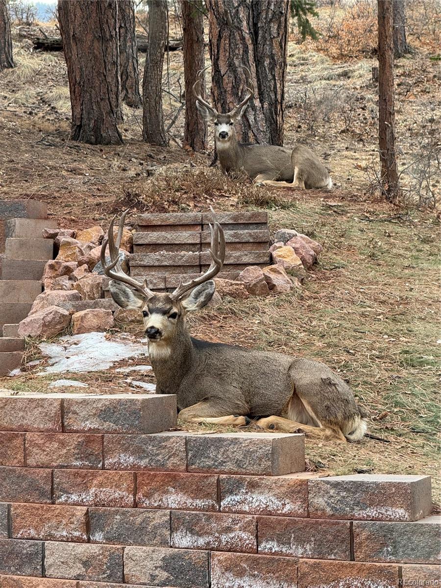 MLS Image #33 for 6100  apache drive,larkspur, Colorado