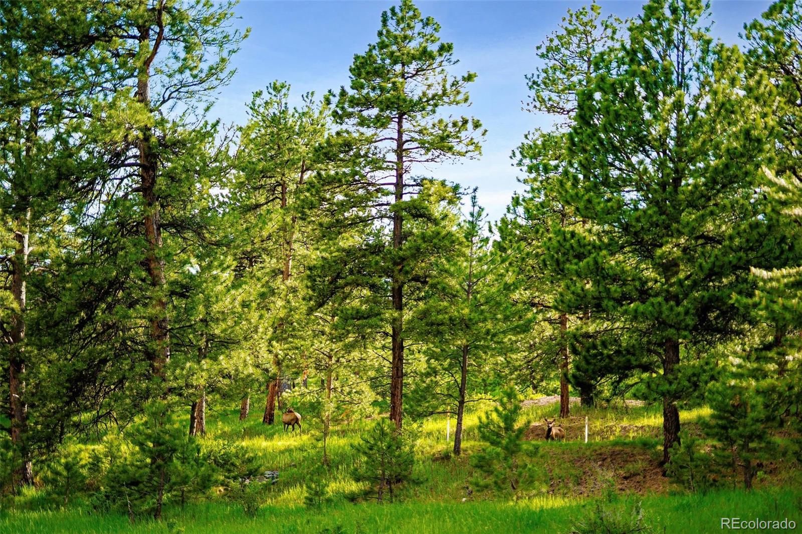 MLS Image #12 for 29822  troutdale scenic drive,evergreen, Colorado