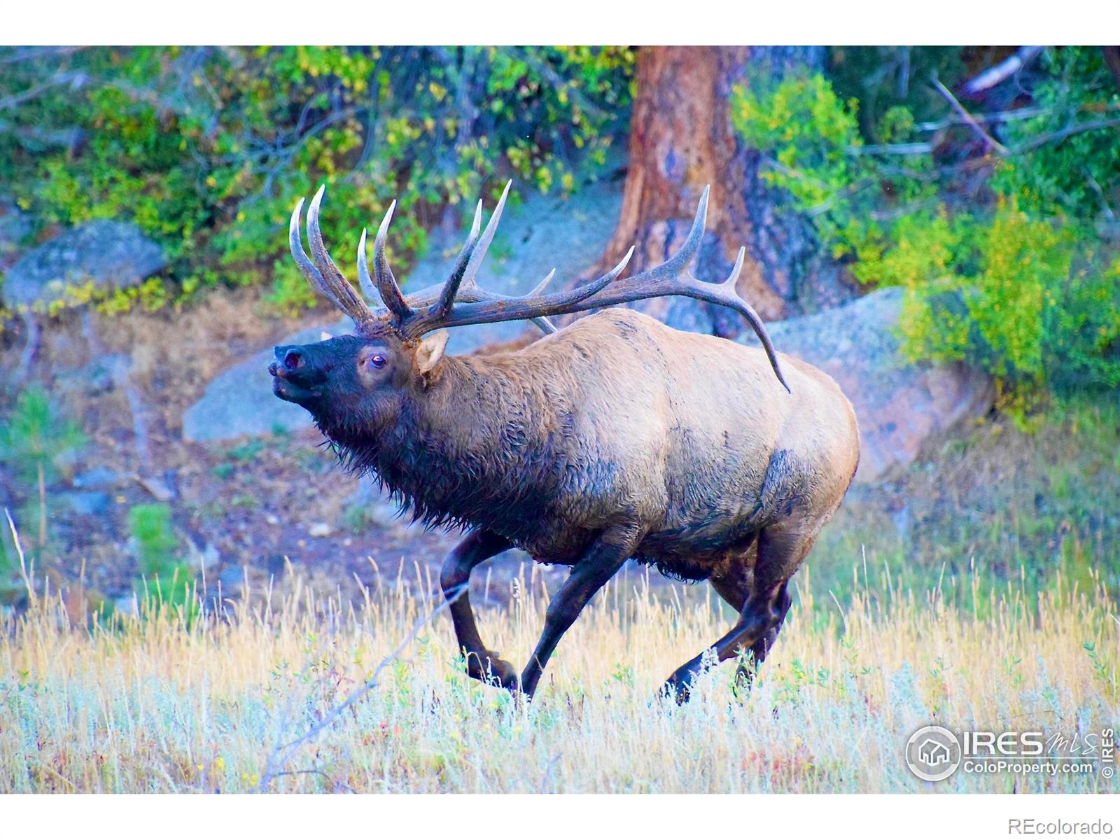 MLS Image #18 for 1141  fairway club circle,estes park, Colorado