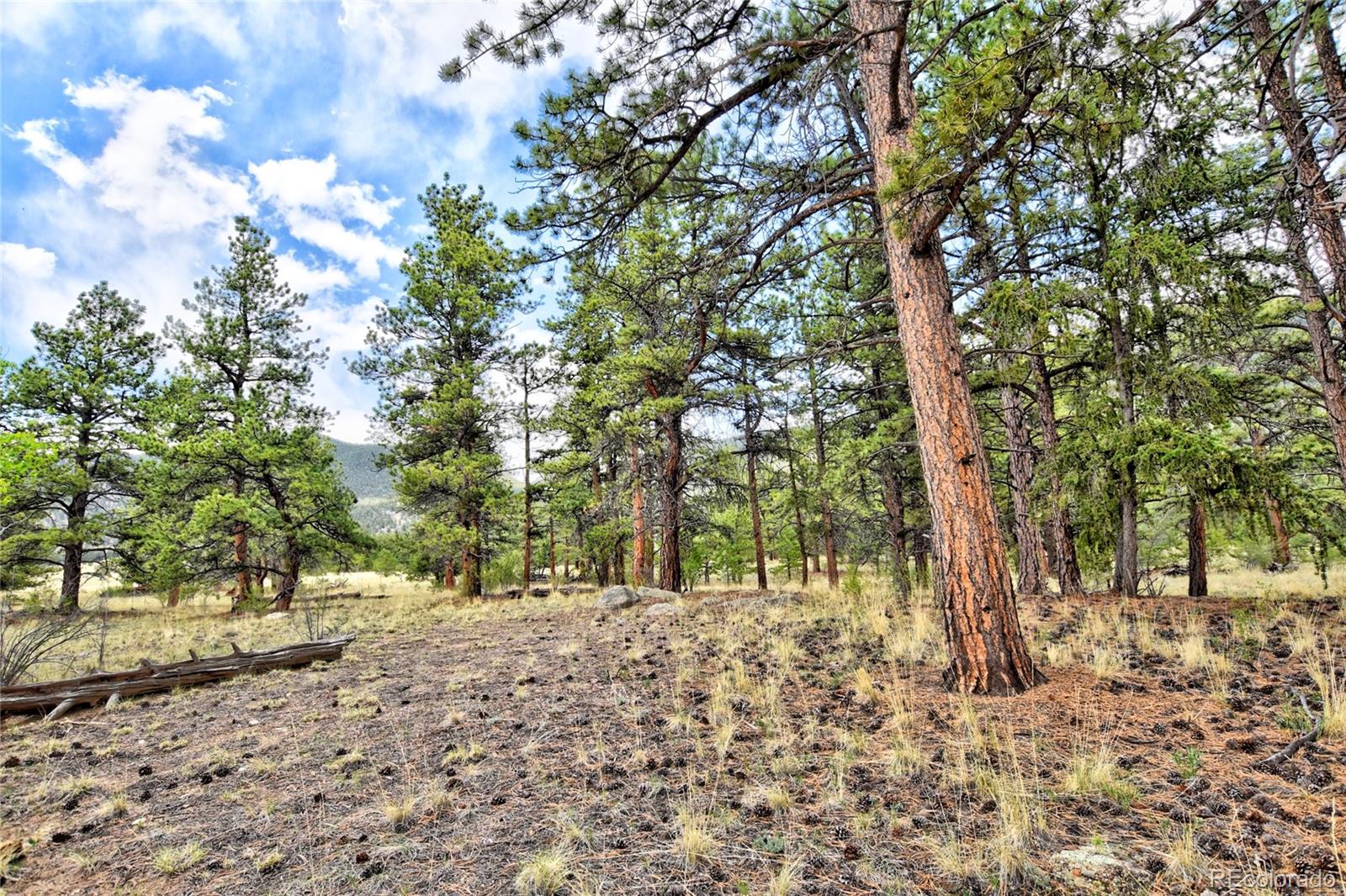 MLS Image #19 for 490  teller street,lake george, Colorado