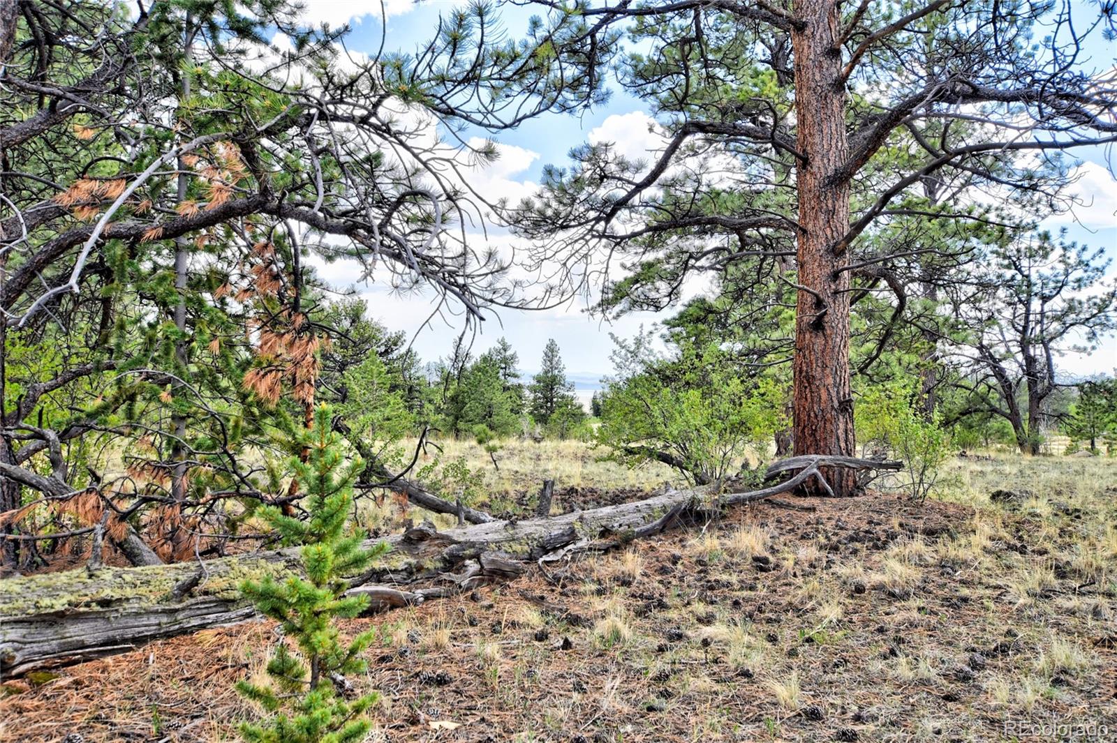 MLS Image #21 for 490  teller street,lake george, Colorado