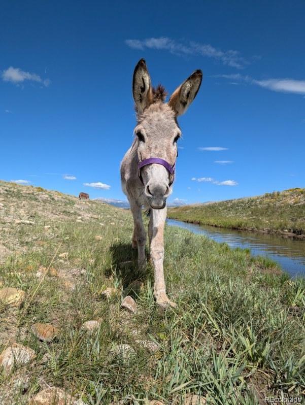 MLS Image #47 for 2400  fourmile creek road,hartsel, Colorado