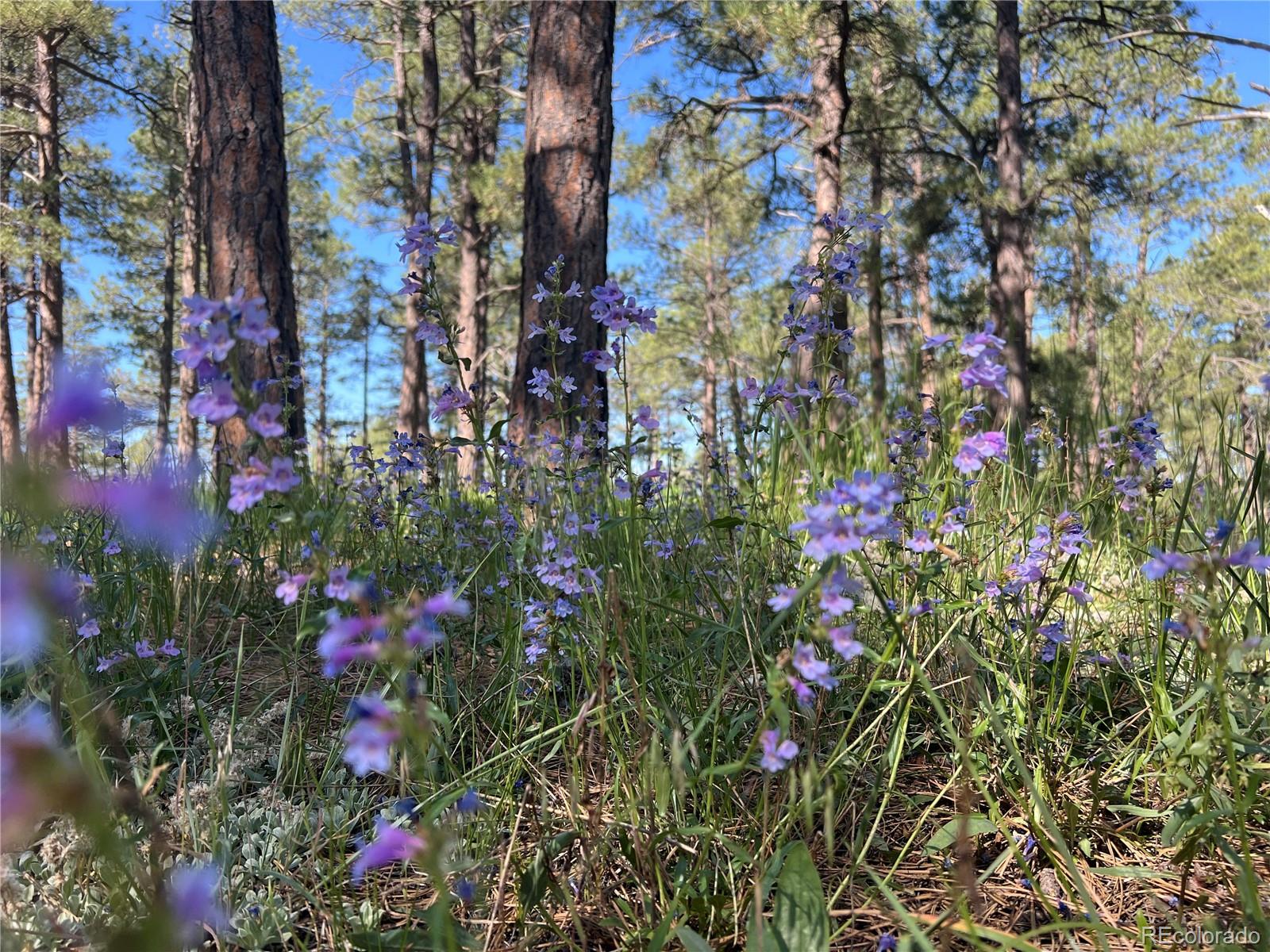 MLS Image #12 for 5777  county road 154 ,elizabeth, Colorado