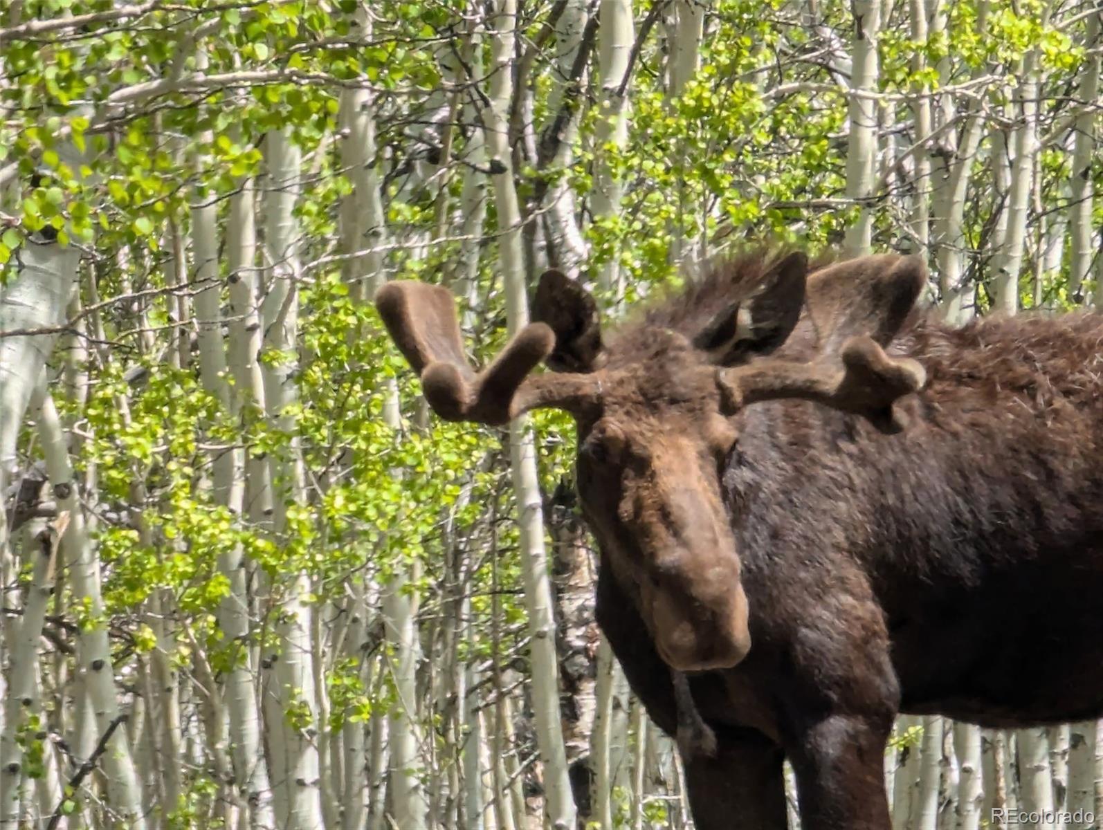 MLS Image #27 for 1040  sheep ridge road,fairplay, Colorado