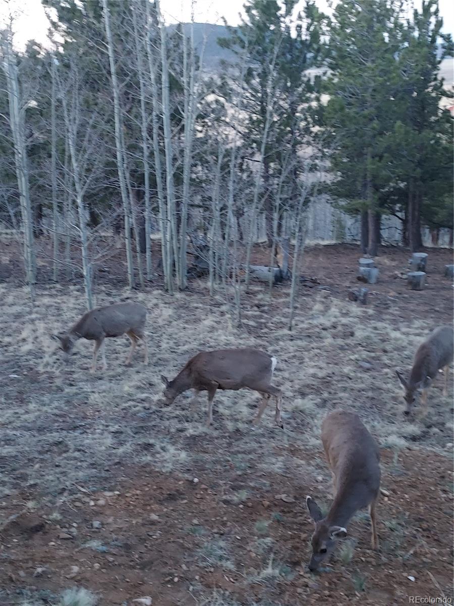 MLS Image #30 for 1040  sheep ridge road,fairplay, Colorado