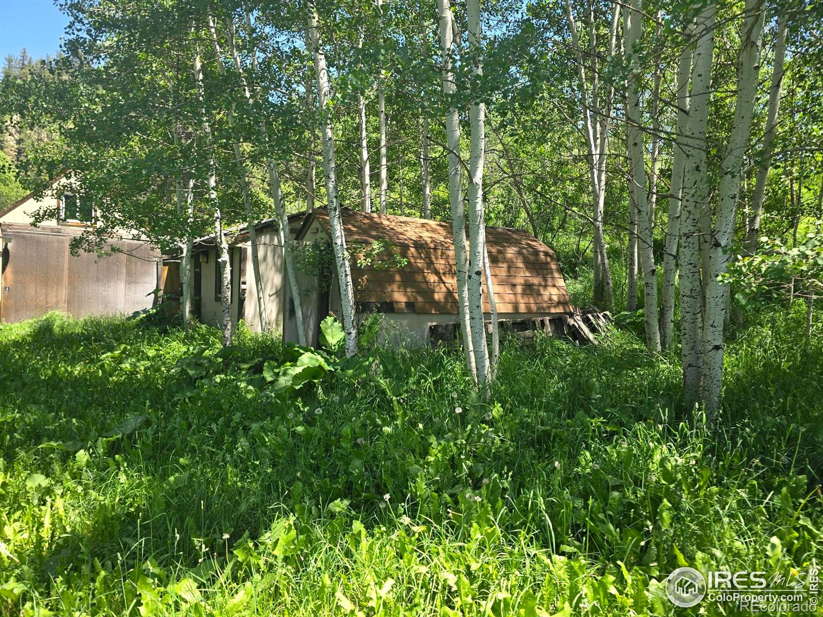 MLS Image #6 for 20881  buckhorn road,bellvue, Colorado