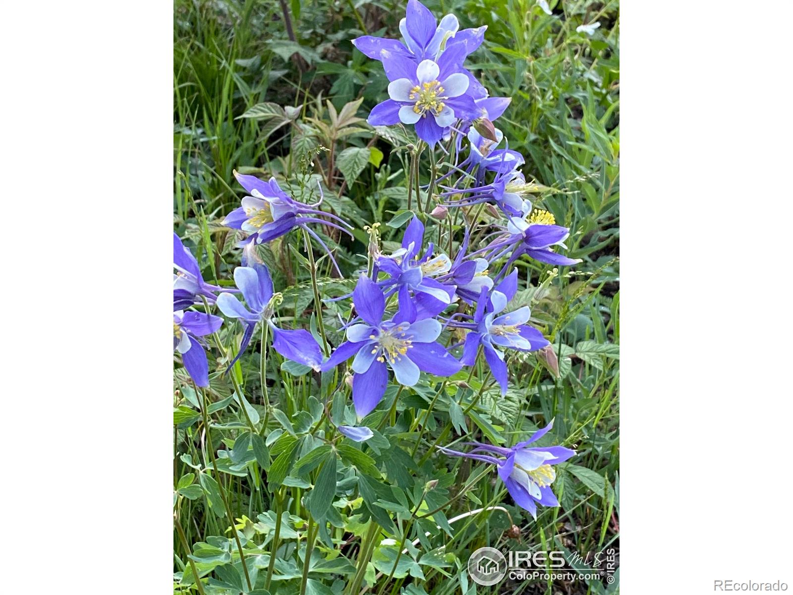 MLS Image #4 for 84  county road 113 ,allenspark, Colorado