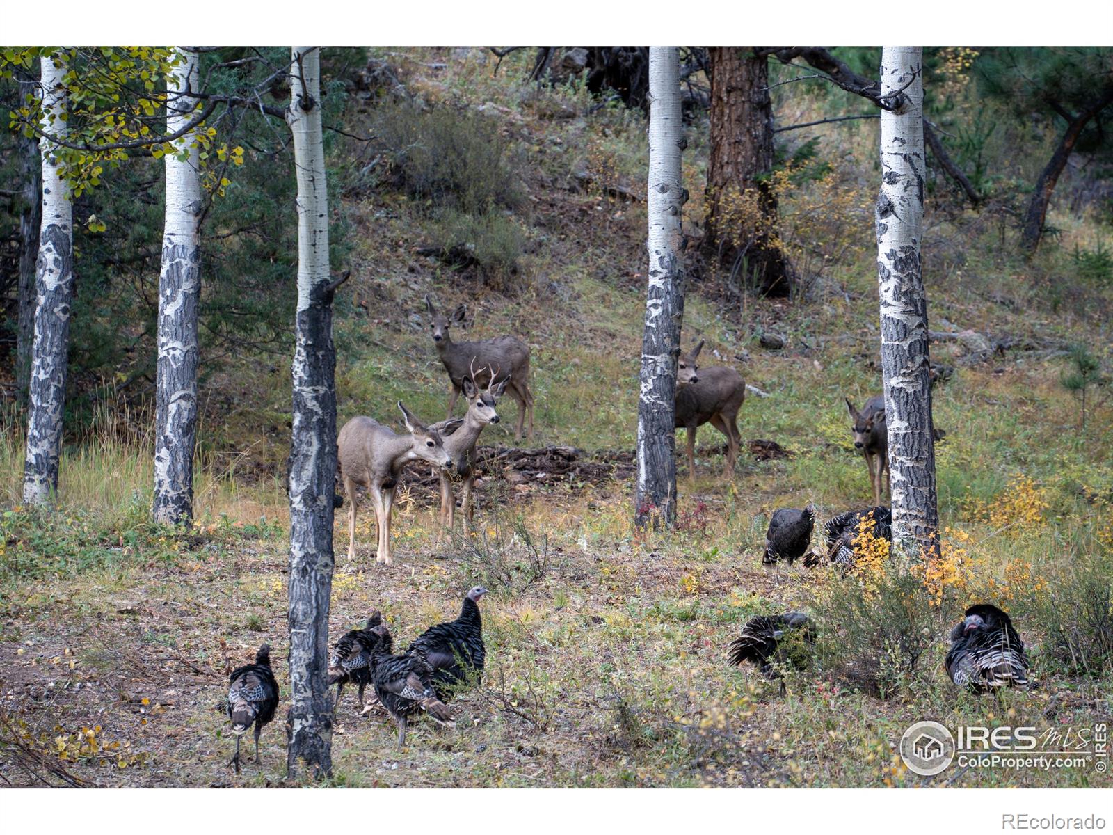 MLS Image #34 for 1056  fall river court,estes park, Colorado