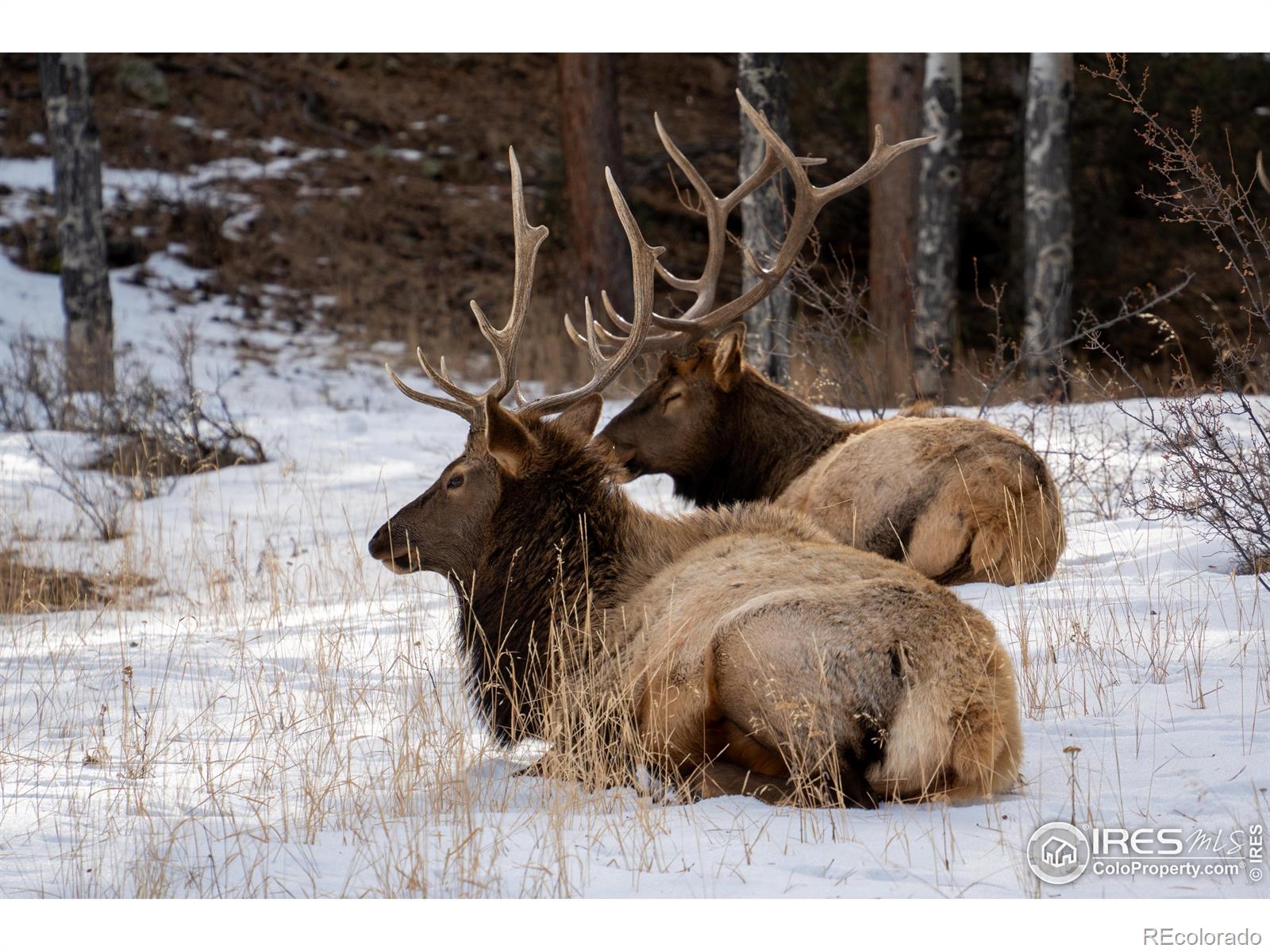 MLS Image #37 for 1056  fall river court,estes park, Colorado
