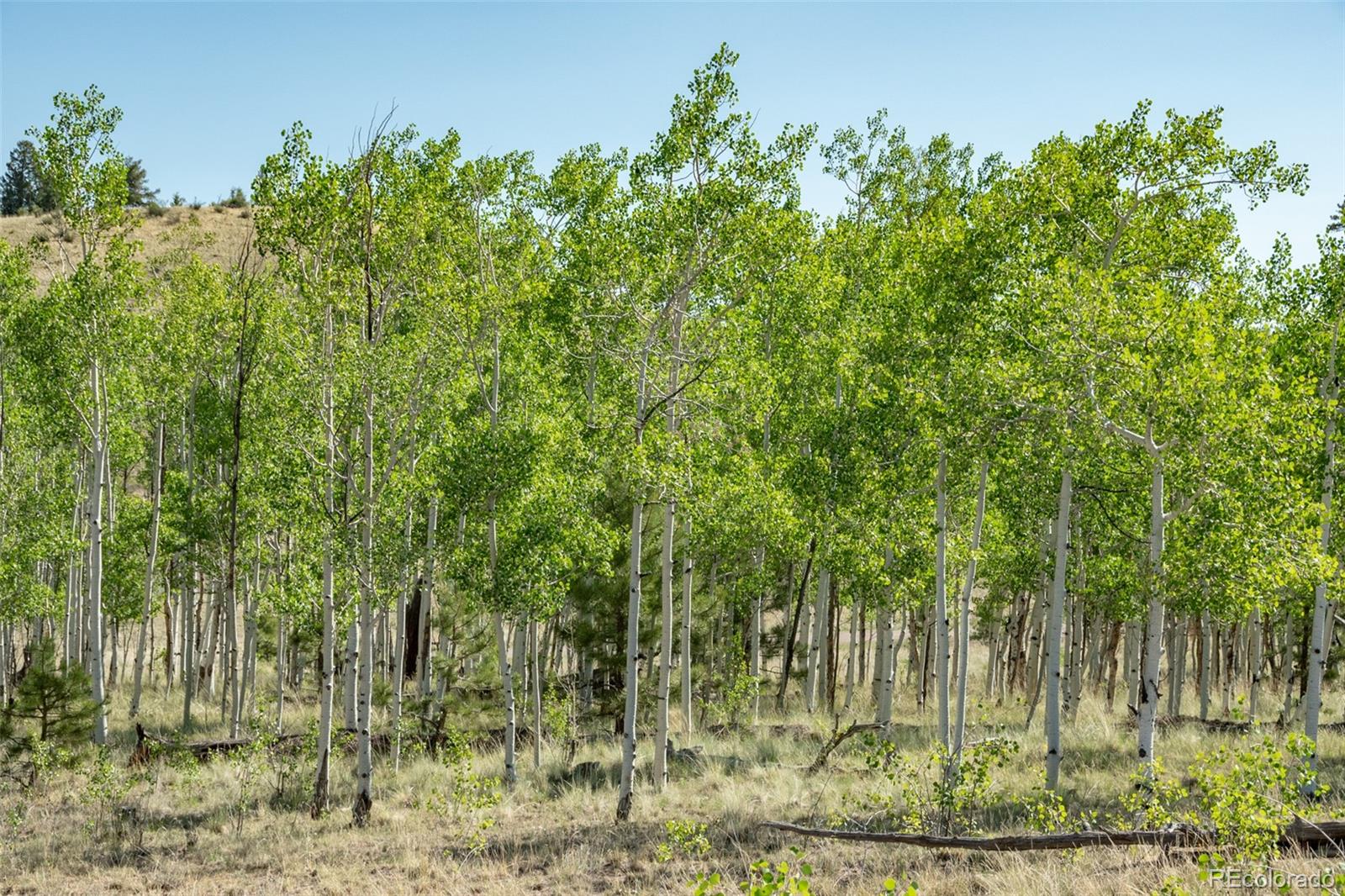 MLS Image #11 for 91  canteen way,hartsel, Colorado