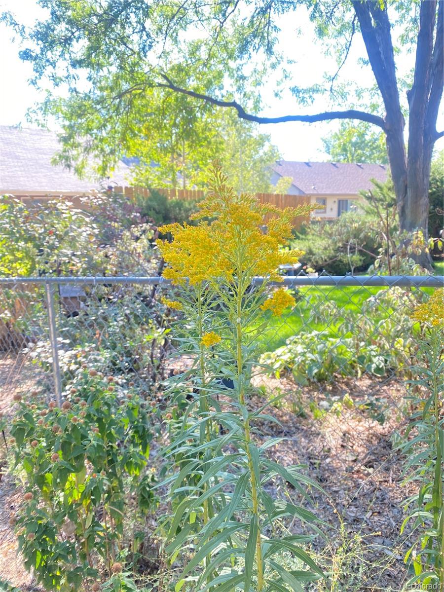 MLS Image #34 for 1106  patricia drive,loveland, Colorado
