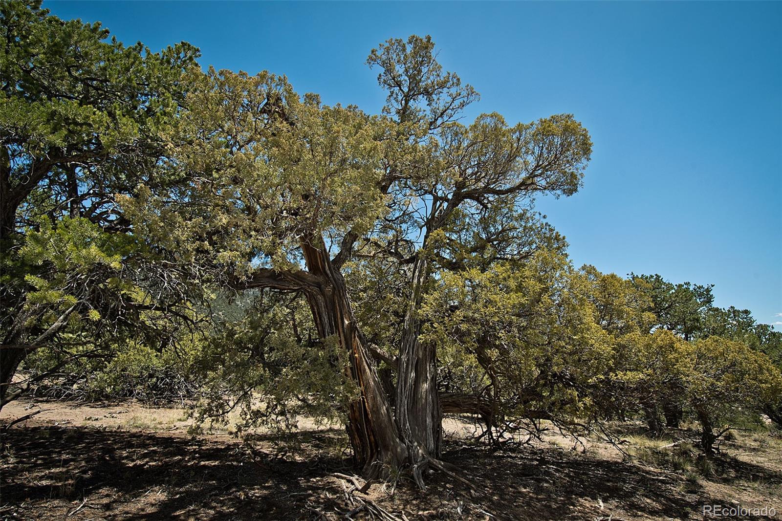 MLS Image #31 for 2300  clearview ,crestone, Colorado