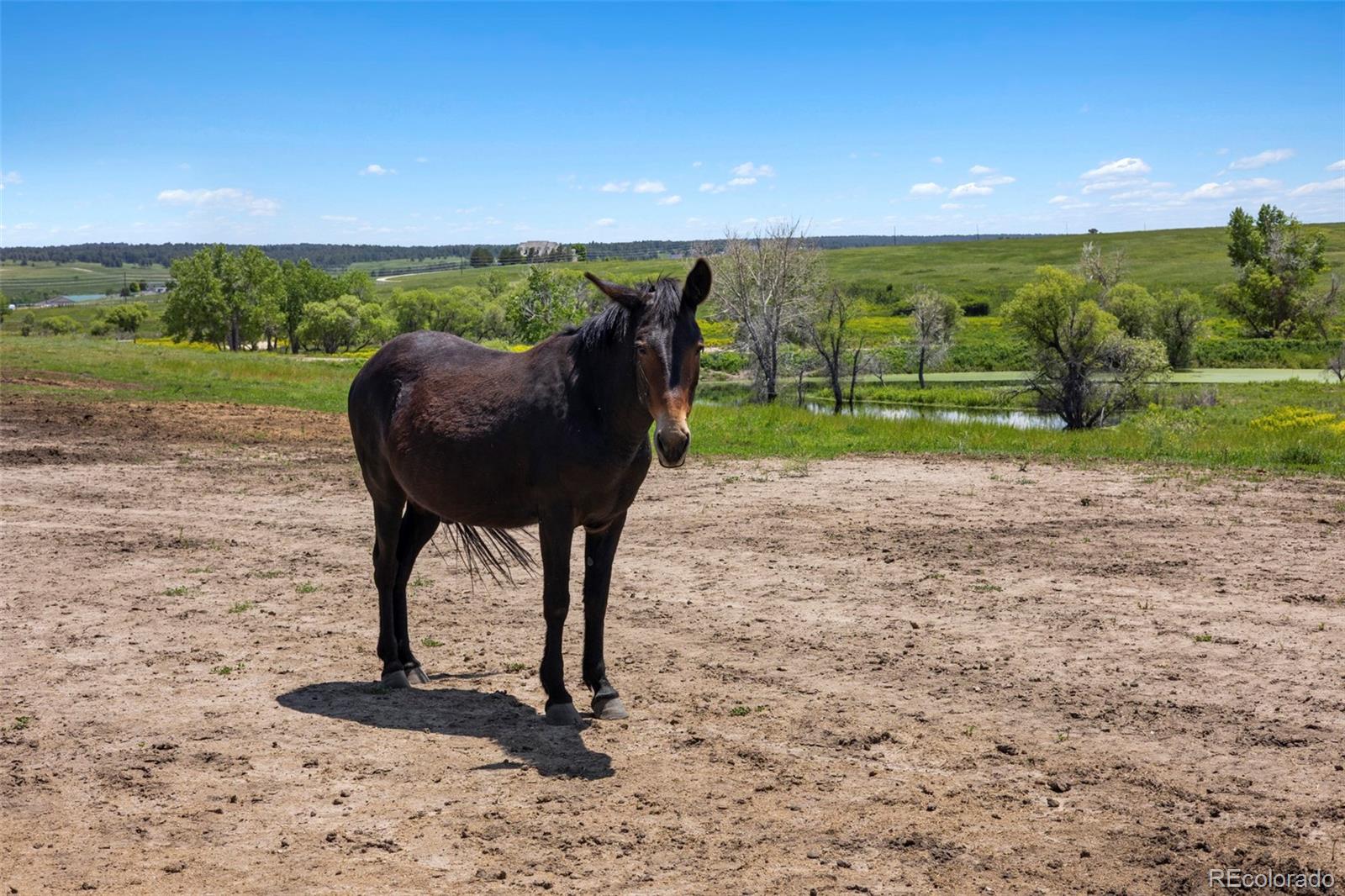 MLS Image #17 for 2470  driftwood ,elizabeth, Colorado
