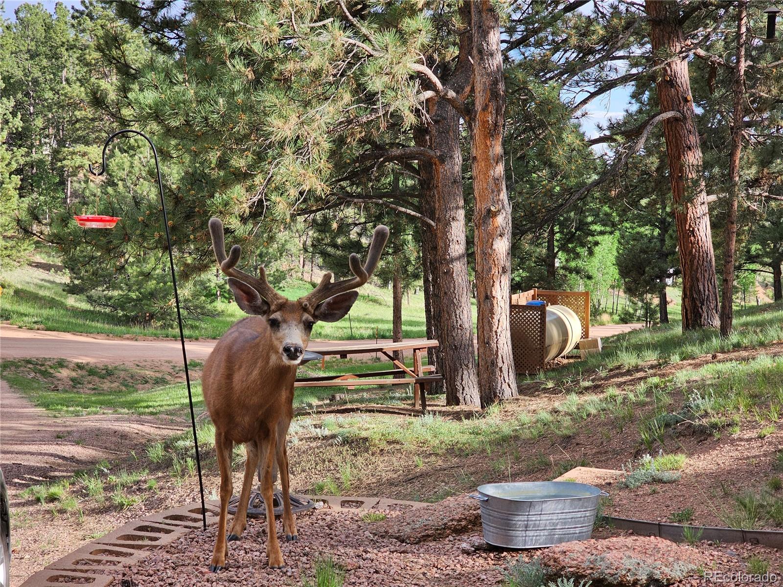 MLS Image #35 for 1563  southpark road,florissant, Colorado