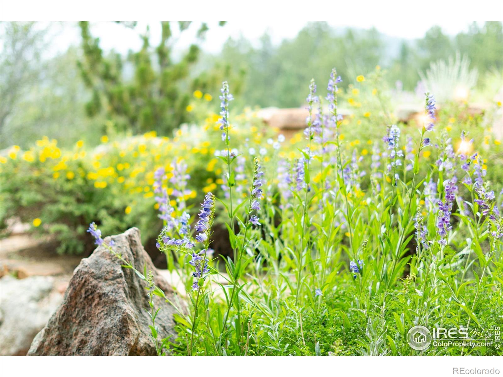 MLS Image #38 for 237  puma drive,boulder, Colorado
