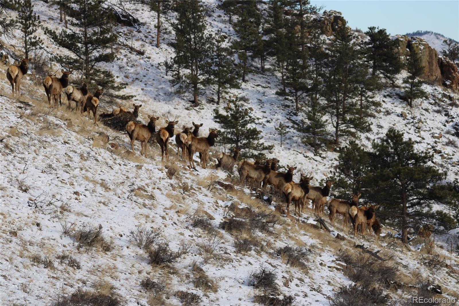 MLS Image #41 for 180  deep cut road,livermore, Colorado