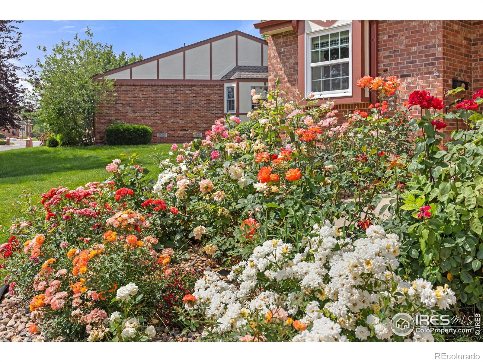 MLS Image #1 for 1443  elmhurst court,longmont, Colorado
