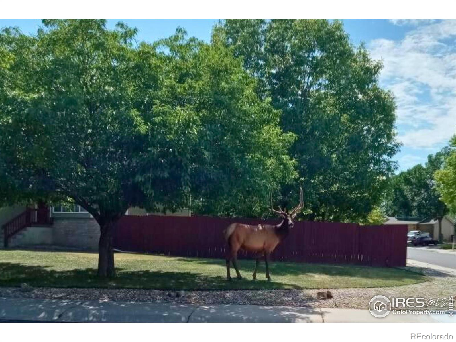 MLS Image #36 for 131  morgan court,loveland, Colorado