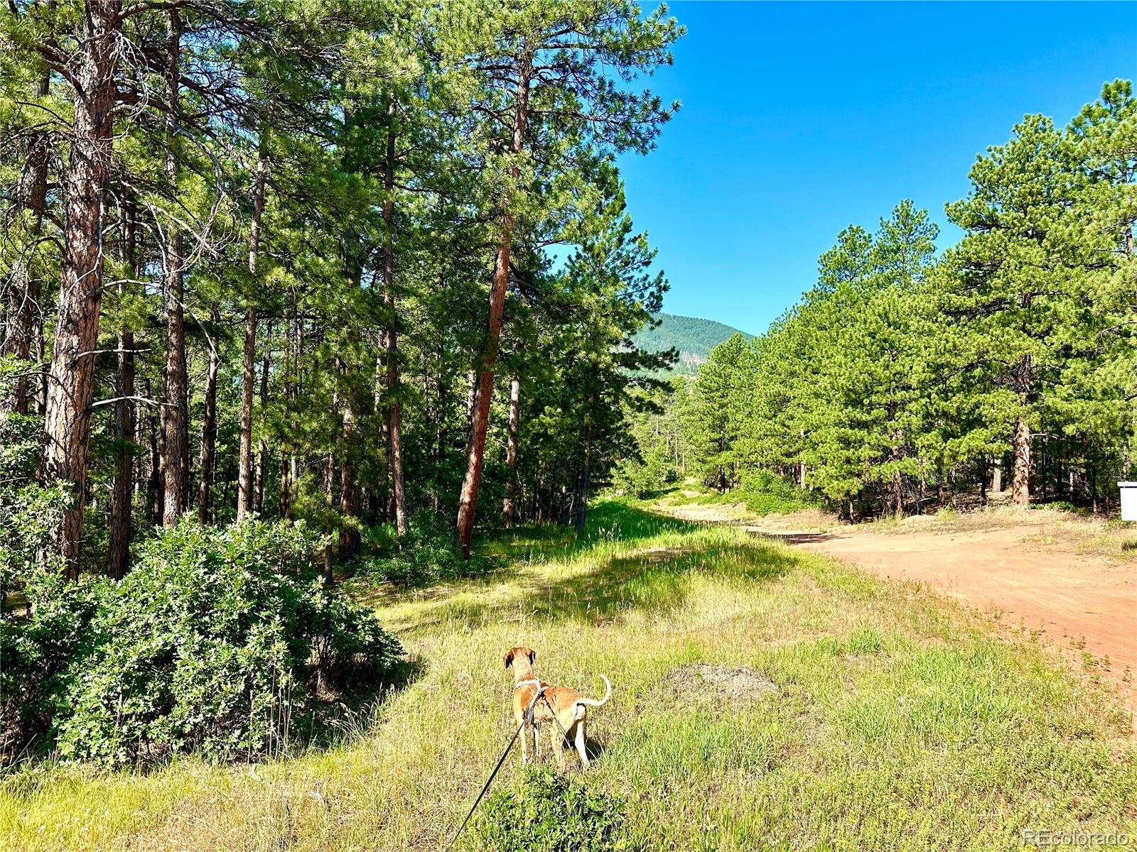 MLS Image #46 for 4535  shoshone drive,larkspur, Colorado