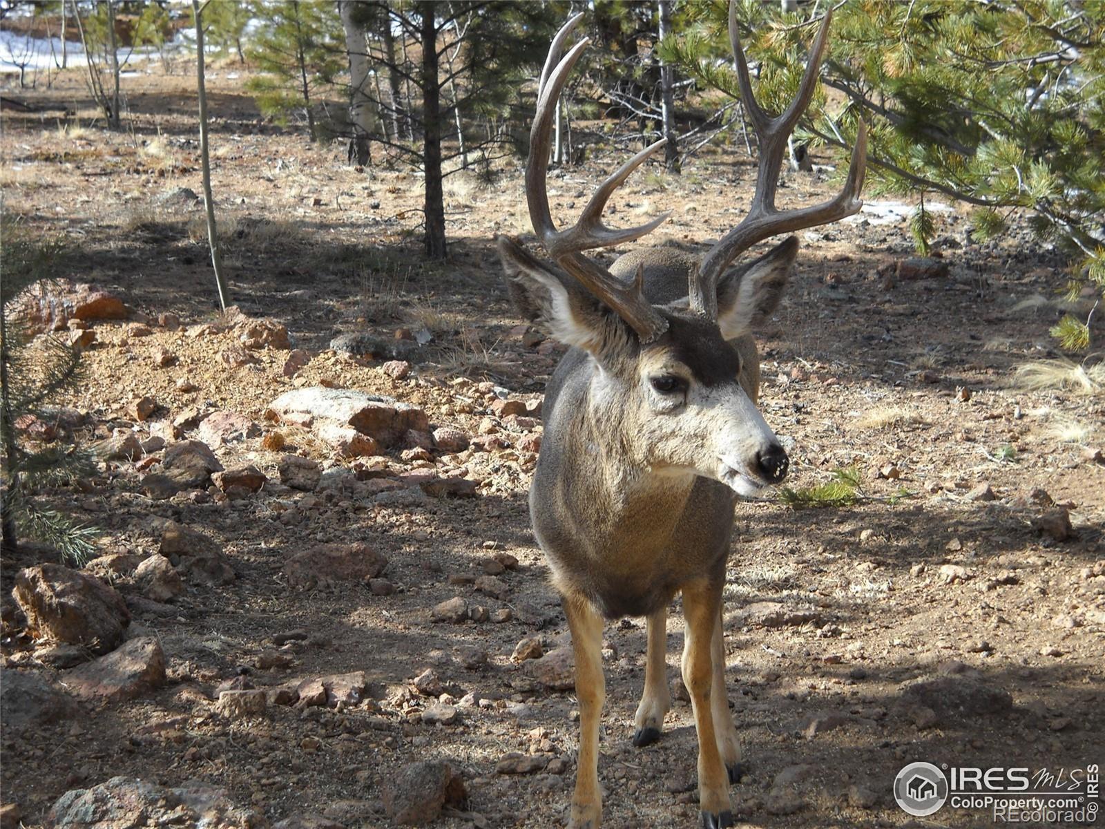 MLS Image #31 for 53  obrien road,bailey, Colorado