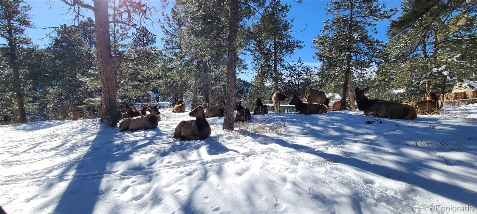 MLS Image #30 for 27901  pine drive,evergreen, Colorado