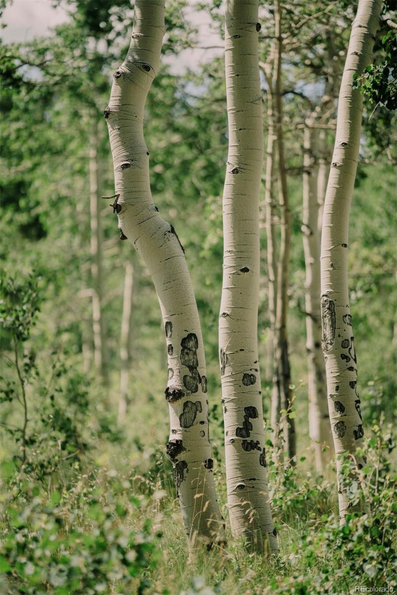 MLS Image #9 for 24870  us hwy 285 ,fairplay, Colorado