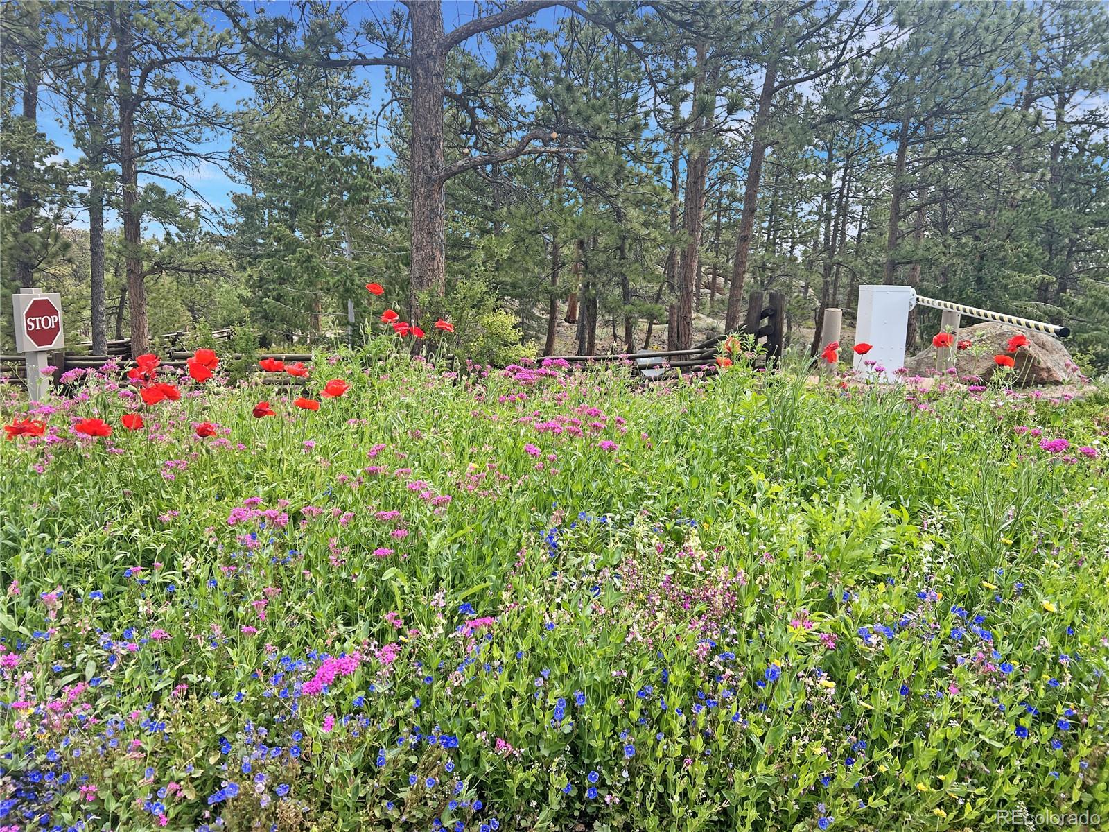 MLS Image #19 for 232  fox acres drive,red feather lakes, Colorado