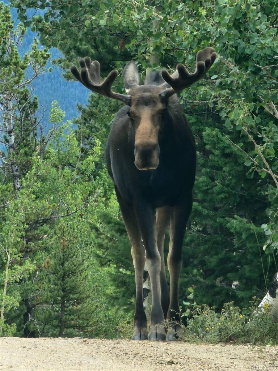 MLS Image #21 for 400  alpine way,idaho springs, Colorado