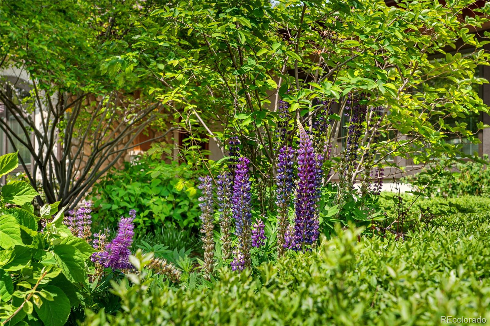 MLS Image #45 for 2305  cherryville road,greenwood village, Colorado