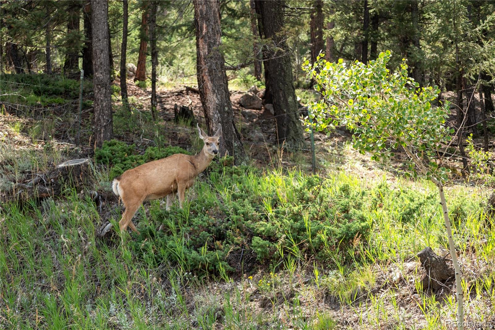MLS Image #47 for 518  conifer drive,bailey, Colorado