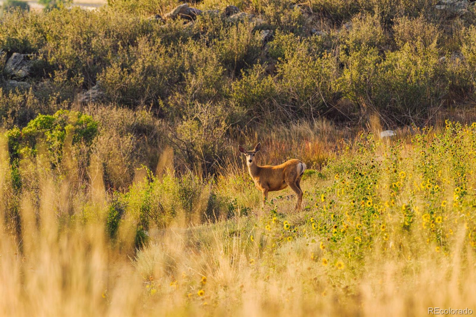 MLS Image #46 for 6502  kiva ridge drive,berthoud, Colorado