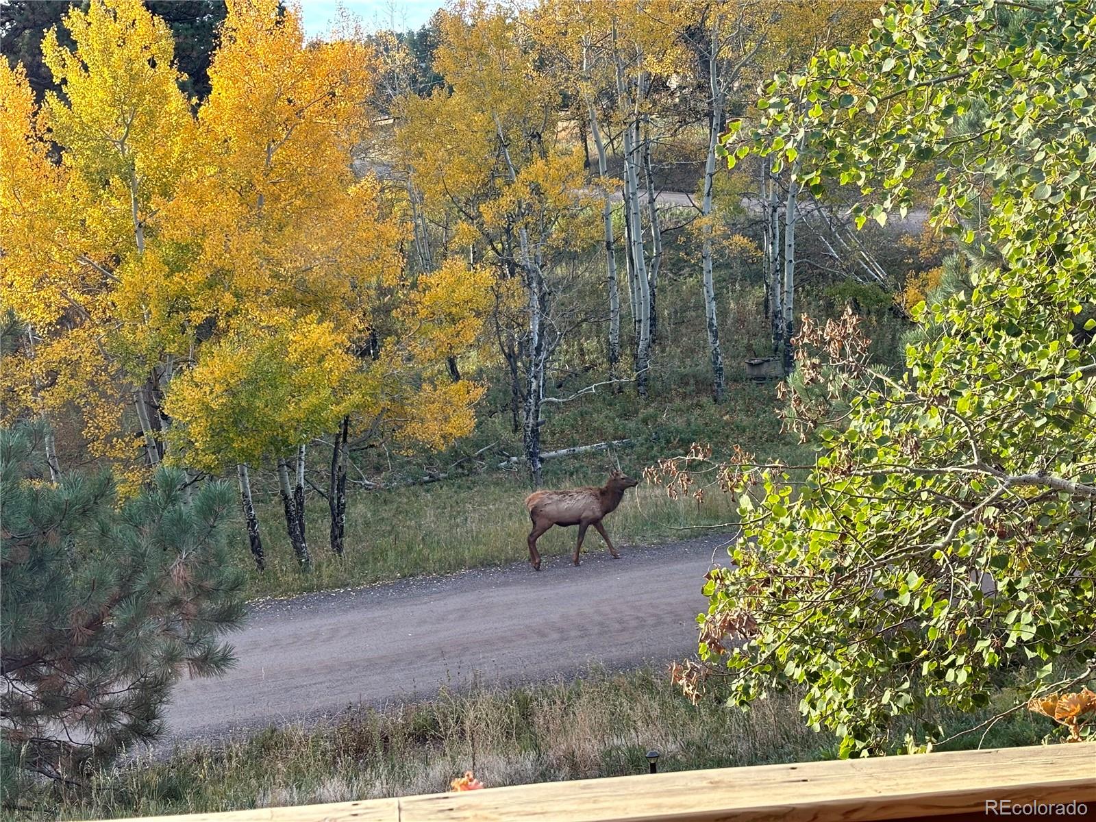 MLS Image #45 for 643  aspen road,golden, Colorado