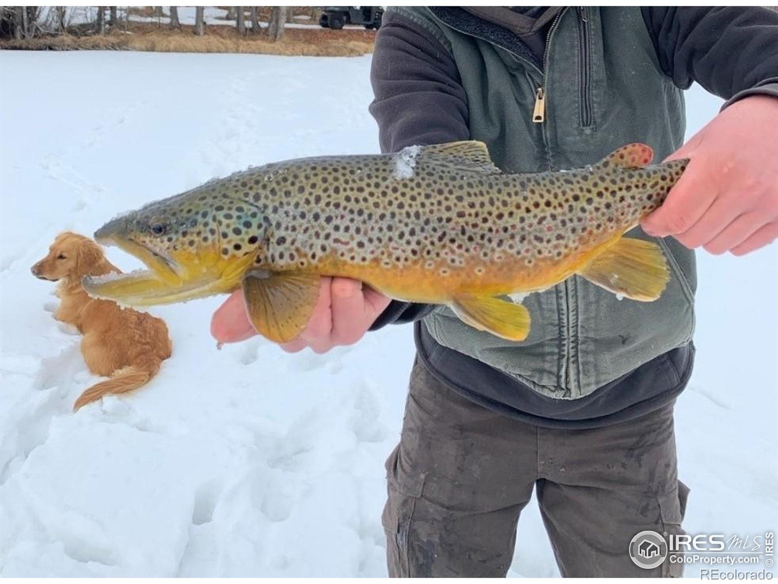 MLS Image #4 for 69  mt massive trout club ,leadville, Colorado
